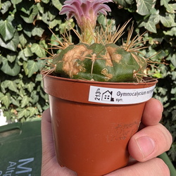Gymnocalycium